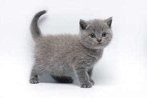 Котенок британец. Котенок голубой британец. Голубые британские котята. Котята голубого окраса              